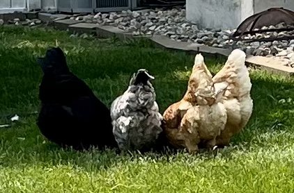 Backyard Chicken Favorites