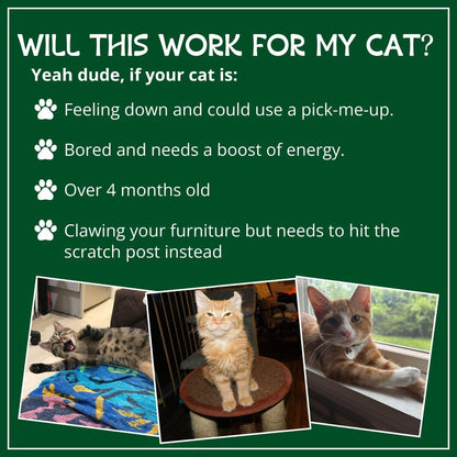 Organic Catnip by , Safe Premium Blend Perfect for Cats, Instilled with Maximized Potency Your Kitty Is Guaranteed to Go Crazy For! (1 Cup)