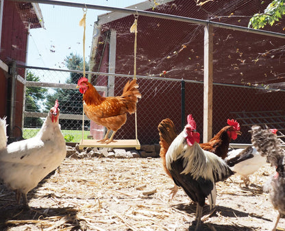Chicken Swing Toy, Chicken Toy, Wood Chicken Swing Toy, Wood Chicken Swing for Chickens Rooster Poultry Parrots