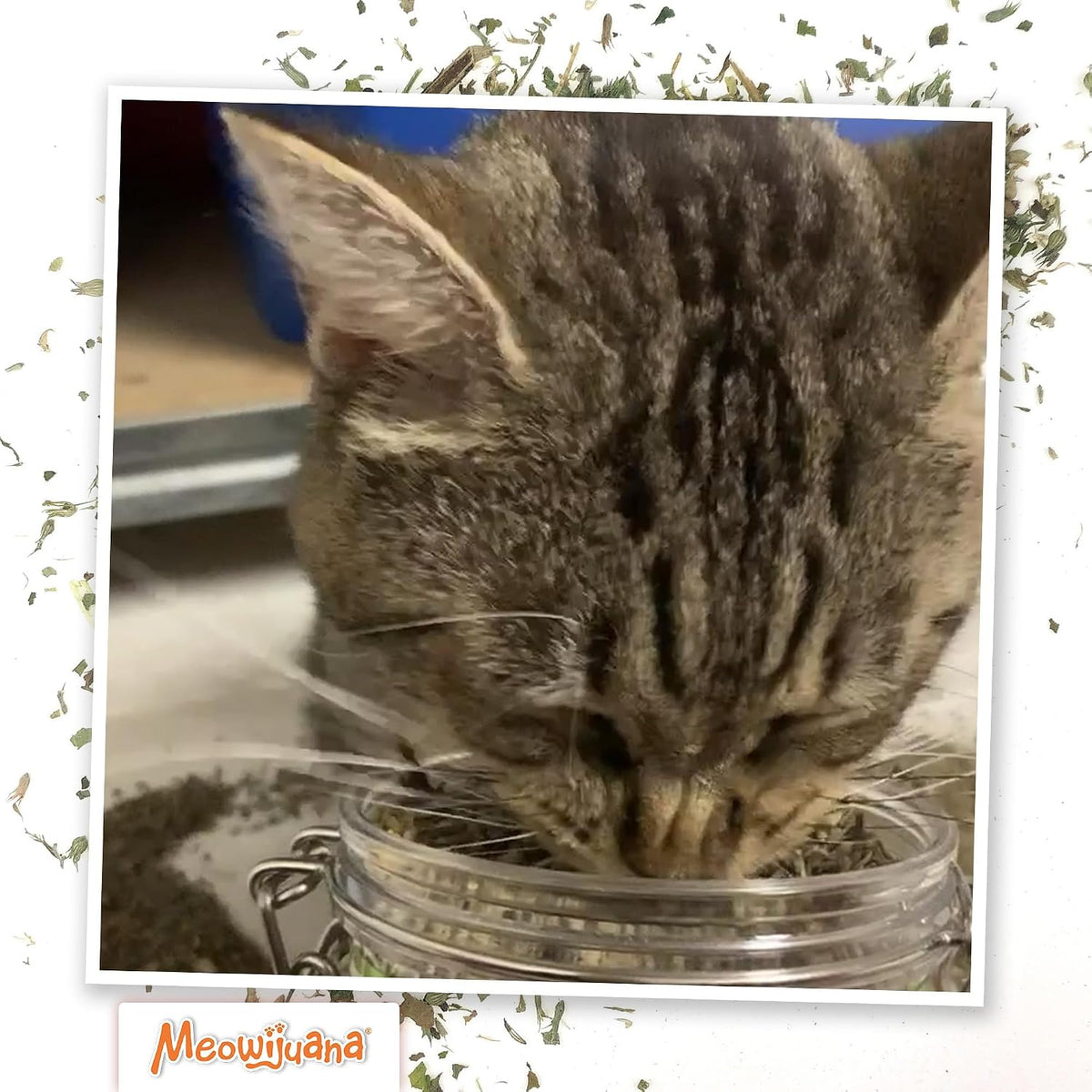 Catnibas Catnip Pawty Mix Jar | High Potency Catnip Blend