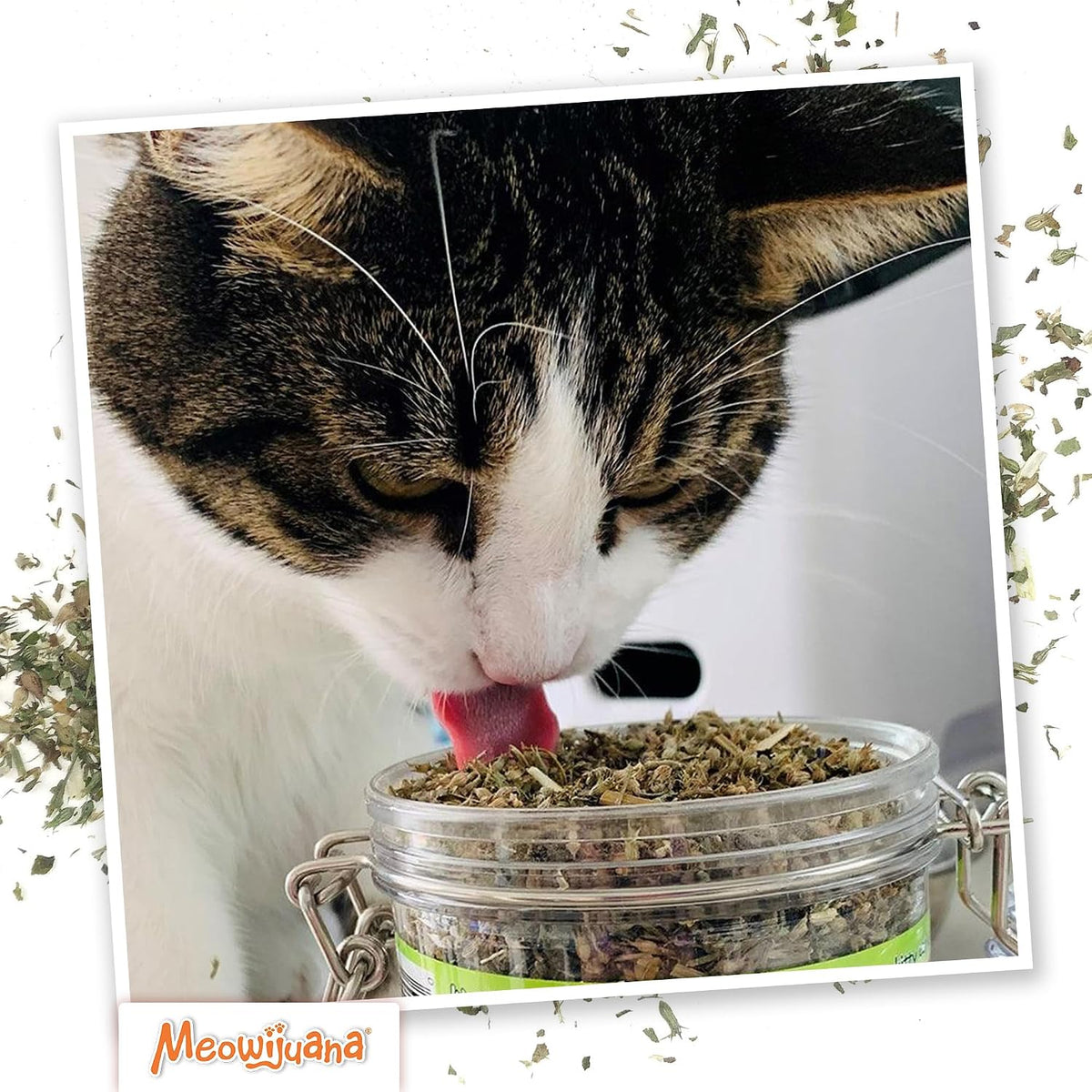 Catnibas Catnip Pawty Mix Jar | High Potency Catnip Blend